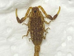 Pulang dari Kenya, Turis Dapat Tamu Tak Diundang