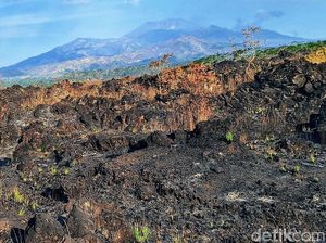 Hikmah Positif di Balik Kebakaran Puluhan Hektare Lahan Ijen Bondowoso Hikmah Positif di Balik Kebakaran Puluhan Hektare Lahan Ijen Bondowoso