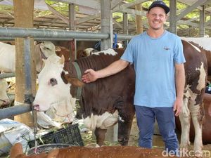 Meriahnya Kontes Ratusan Sapi Jumbo di Tulungagung