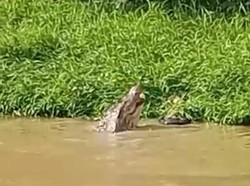 Nelayan Hilang Diterkam Buaya Saat Jaring Ikan di Sungai Ditemukan Tewas