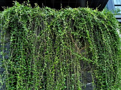 7 Jenis Tanaman Rambat yang Cocok untuk Pagar Rumah