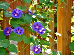 5 Jenis Tanaman yang Tumbuh di Dinding, Bikin Rumah Makin Cantik