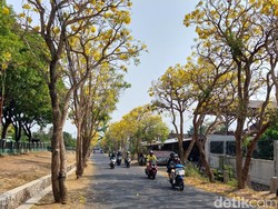 Pesona Pohon Tabebuya Kota Batu Layaknya Musim Sakura di Jepang