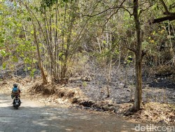 Gunung Gathak Gunungkidul Terbakar, Begini Kondisinya Terkini