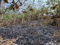 Gunung Gathak Gunungkidul Ternyata Sudah 2 Kali Terbakar dalam 16 Tahun