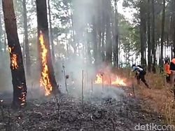 KLHK Segera Eksekusi Putusan PK Karhutla PT KU Sebesar Rp 25 M