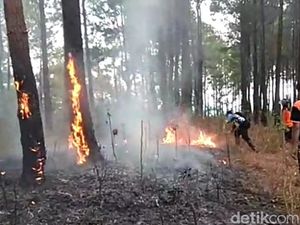 BPBD Trenggalek Catat 32 Kasus Karhutla Selama Musim Kemarau BPBD Trenggalek Catat 32 Kasus Karhutla Selama Musim Kemarau