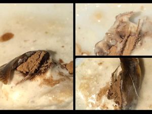 Geli! Viral Netizen Tak Sengaja Telan Kecoa saat Minum Es Kopi Susu Geli! Viral Netizen Tak Sengaja Telan Kecoa saat Minum Es Kopi Susu