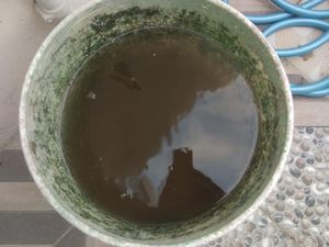 Warga di Pinrang Keluhkan Air PDAM Sudah Sebulan Keruh-Tagihan Tak Wajar