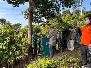 BBKSDA Sumut Lepasliarkan 6 Orang Utan di Kawasan Hutan Pakpak Bharat-Aceh