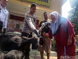 Cerita Iis Ketiban Untung Usai Dua Dombanya Hilang Dicuri