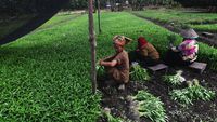 Potret Petani Sayuran di Kawasan Pertambangan