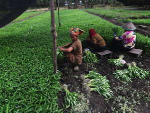 Potret Petani Sayuran di Kawasan Pertambangan Potret Petani Sayuran di Kawasan Pertambangan