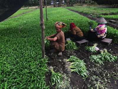 Potret Petani Sayuran di Kawasan Pertambangan