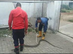 Bikin Kaget! Sanca Besar Jatuh dari Plafon Rumah Warga Bogor