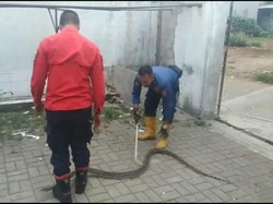 Bikin Kaget! Sanca Besar Jatuh dari Plafon Rumah Warga Bogor