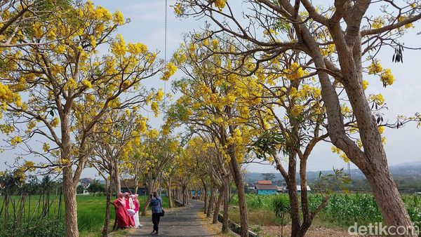 Pesona Tabebuya Bermekaran di Kota Batu