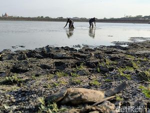 Warga Gresik Berburu Ikan di Waduk Bunder yang Surut gegara Kemarau Panjang