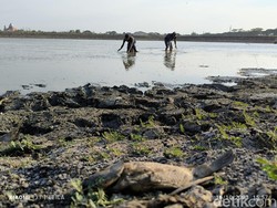 Warga Gresik Berburu Ikan di Waduk Bunder yang Surut gegara Kemarau Panjang
