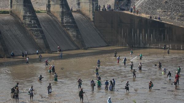 Warga Ramai-ramai Cari Ikan di Bendungan Colo yang Menyusut