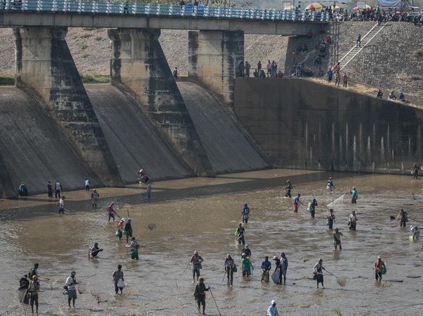 Warga Ramai-ramai Cari Ikan di Bendungan Colo yang Menyusut