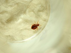 Jangan Anggap Sepele, Ini 6 Tanda Ada Kutu Busuk di Rumah