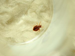 Hindari Kutu Busuk di Hotel, Pakar: Jangan Nyalakan Lampu Saat Masuk Kamar Hindari Kutu Busuk di Hotel, Pakar: Jangan Nyalakan Lampu Saat Masuk Kamar