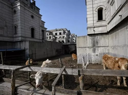 Jadi Kompleks Hantu, Deretan Rumah Mewah di China Jadi Kandang Sapi