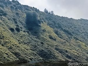 989 Hektare Lahan di Bromo Menghijau Lagi Usai Terbakar Flare Prewedding