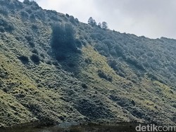 989 Hektare Lahan di Bromo Menghijau Lagi Usai Terbakar Flare Prewedding