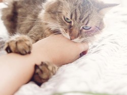 Kenapa Kucing Suka Menjilat Manusia? Ternyata Ini Alasannya