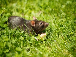 3 Penyakit yang Disebabkan Tikus, Demam Lassa hingga Virus Hanta