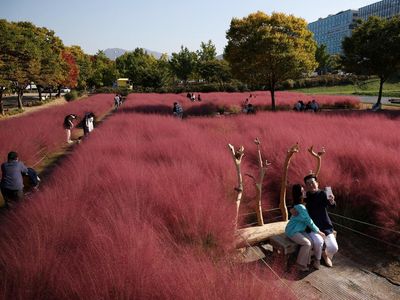 Indahnya Hamparan Rumput Pink di Korea Selatan