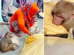 Sedih Sekali, Monyet Peluk Jenazah Pria yang Beri Ia Makan