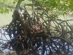 Hendak Cari Umpan, Warga Alor Temukan Mayat di Hutan Mangrove