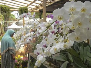 Mantap! Ekspor Tanaman Hias Terus Meningkat