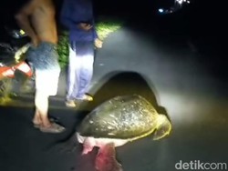 Penyu Hijau Raksasa Terdampar di Samping Pacuan Kuda Legokjawa