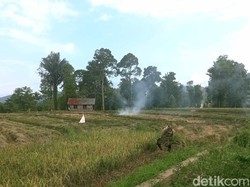 Petani di Palopo Mulai Panen Padi Usai Lewati Kemarau Panjang