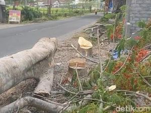 Tragis, Pasutri Tertimpa Pohon yang Ditebang Warga-Suami Tewas di TKP