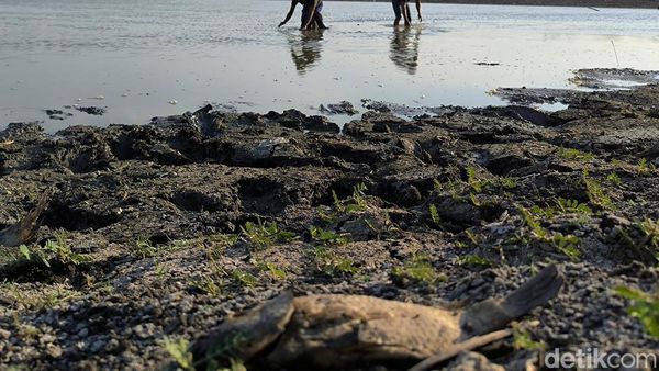 Kemarau Panjang Waduk Bunder Gresik Surut