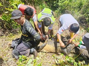 Petugas Bandara Hang Nadim Batam Tangkap Buaya 3 Meter di Terminal Kargo Petugas Bandara Hang Nadim Batam Tangkap Buaya 3 Meter di Terminal Kargo