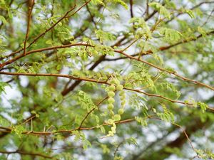 Kenali 4 Ciri Pohon Rawan Tumbang hingga Penyebabnya
