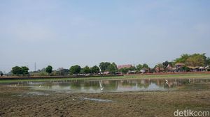 Berkah Pencari Ikan Saat Kolam Raksasa Warisan Majapahit Mengering