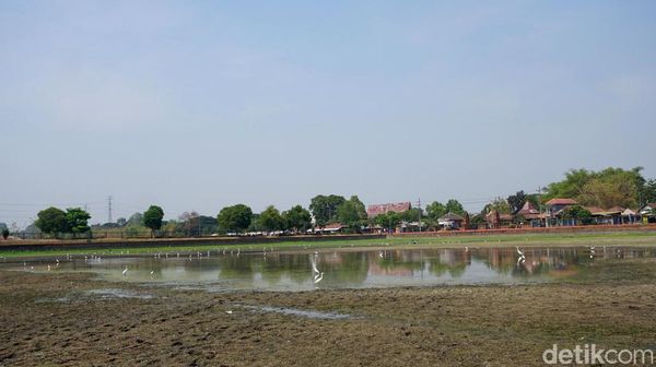 Berkah Pencari Ikan Saat Kolam Raksasa Warisan Majapahit Mengering