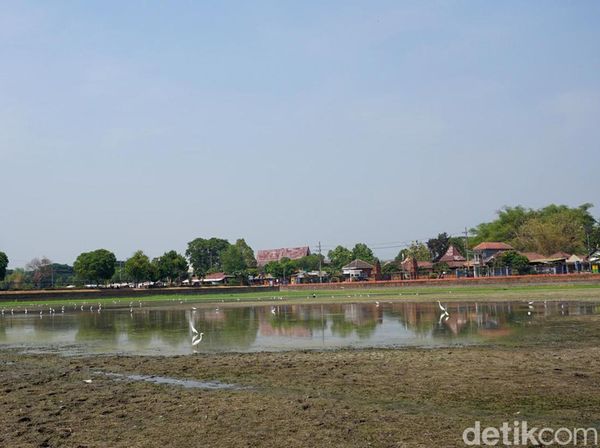 Berkah Pencari Ikan Saat Kolam Raksasa Warisan Majapahit Mengering