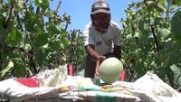 Berkah Petani Melon Lumajang yang Cuan Puluhan Juta