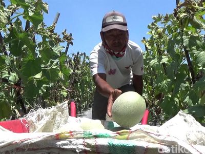 Berkah Petani Melon Lumajang yang Cuan Puluhan Juta