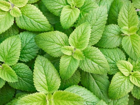 Close up of Shrubby basil in top view ( Ocimum gratissimum L., LAMIACEAE )