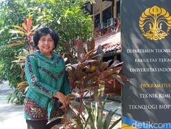 Cerita Guru Besar FTUI Soal Daun Sambung Nyawa, Bisa Sembuhkan Manusia-Anabul