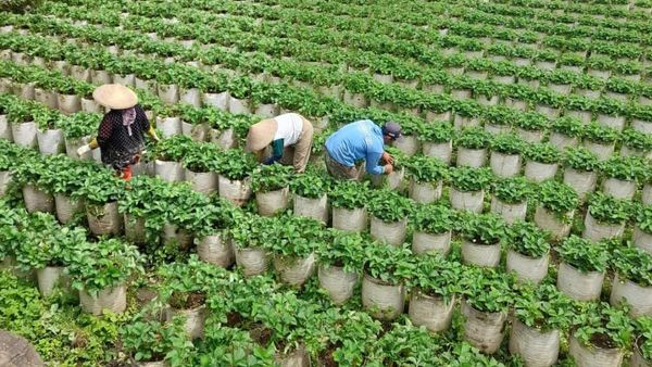 Potret Desa Wisata Alamendah yang Punya Omset Miliaran Rupiah
